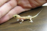 Gecko